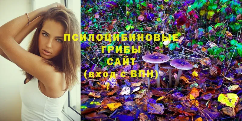 Галлюциногенные грибы Cubensis  Заозёрный 